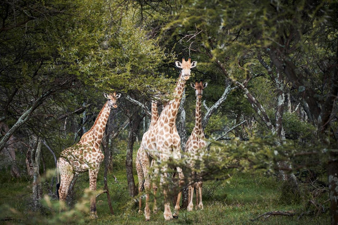 Letamo At Qwabi Private Game Reserve By Newmark Бела-Бела Экстерьер фото