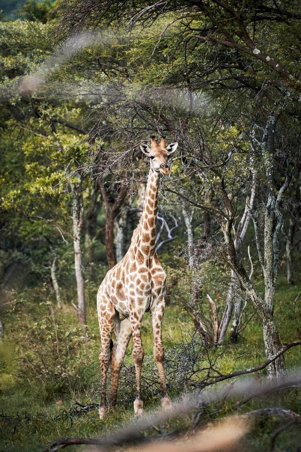 Letamo At Qwabi Private Game Reserve By Newmark Бела-Бела Экстерьер фото